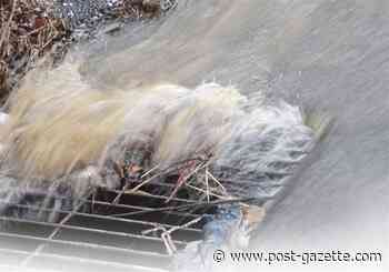 West Carson Street reopened, but residents in western neighborhoods advised to boil water