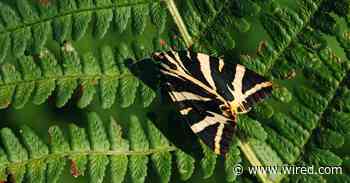 Pop Culture May Evolve at the Same Rate as Birds and Bugs