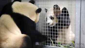 Waarom al die opwinding over parende panda’s Xing Ya en Wu Wen?