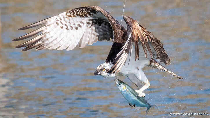 How I captured this photo of an osprey trying to steal a fish