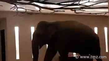 Elephant Roaming Around Hotel in Sri Lanka Goes Viral
