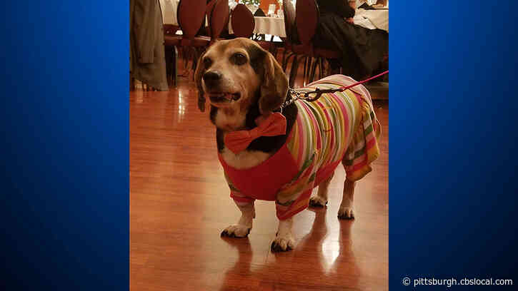 Bride, Bridesmaids Walk Adoptable Pets Down The Aisle