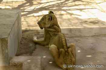 Shocking images of starving lions in Sudan zoo sparks online campaign to save them