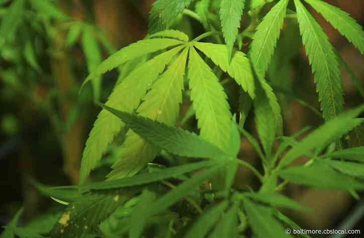 Patients At Risk For Heart Problems Should Be Cautious About Using Marijuana, New Research Says