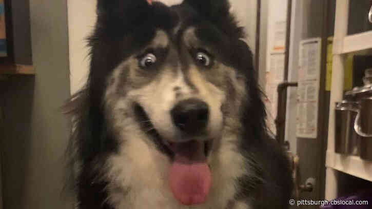 Abandoned 4-Year-Old Siberian Husky Named Jubilee With ‘Weird’ Eyes Has Been Adopted After Her Photos Went Viral