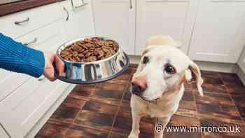 Dog food warning as products urgently recalled over salmonella fears
