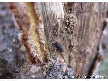 Deep freeze helped, but experts warn we're not out of the woods in fight against pine beetles