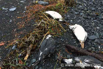 Warm ‘blob’ could be behind mass starvation of North Pacific seabirds: study