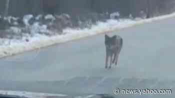 Coyote in New Hampshire strangled after attacking woman, child, dogs and even a vehicle