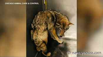 DNA confirms injured coyote captured in Lincoln Park as animal connected to 6-year-old boy bitten, series of sightings