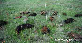 The Macabre Science of Animal Mass Die-Offs