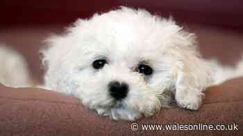 Dog food urgently recalled amid salmonella risk