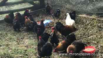 Cockerels looking for new homes after being dumped by the side of the A1 in Northumberland