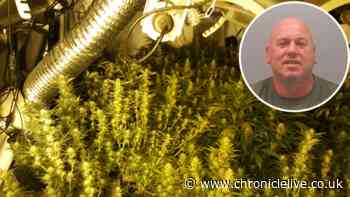 Gateshead man avoids jail after being caught with £30,000 worth of cannabis