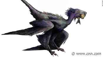 New feathered dinosaur species discovered