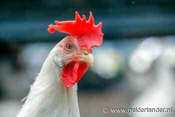 Woensdag mogelijk besluit over ophokplicht