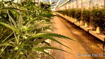 Cannabis companies could go bust in 2020, industry insiders predict