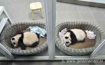 Speciale slaapzaal voor verzorgers en extra bewakers: dát staat Ouwehands te wachten als er écht een pandababy komt