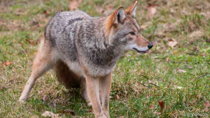 New Hampshire dad strangles, kills coyote who attacked child