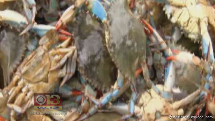 Gov. Hogan Pushes For Lift On H-2B Visas To Keep Help Seafood Industry, Seasonal Employees