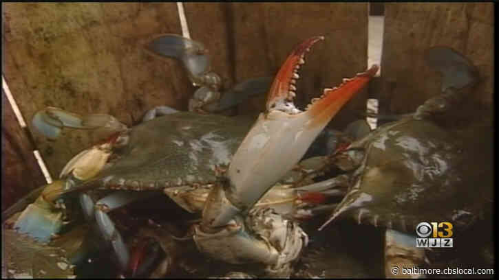 Gov. Hogan Calls For More H-2B Visas To Keep Help Seafood Industry, Seasonal Employees