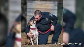 Pit bull rescued from Ontario dogfighting ring now works in arson detection