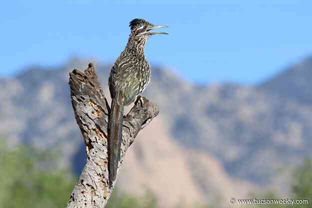 Tucson featured in BBC's new series 'Seven Worlds, One Planet'