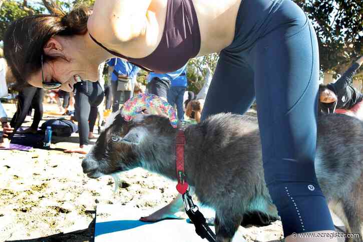 Downward goat? Yogis find solace by the sea at Newport Beach festival