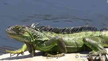 US National Weather Service warns of falling iguanas