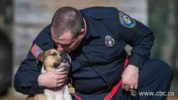 This Ontario pooch was going to be put down. Now he's sniffing out arsonists in the U.S.