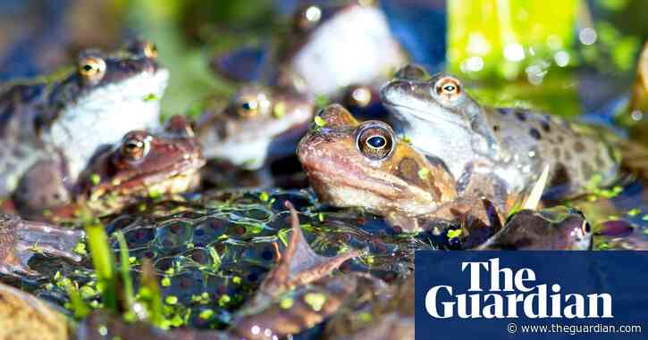 Specieswatch: wet winter is good news for the common frog