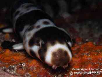 These sharks can walk     - CNET