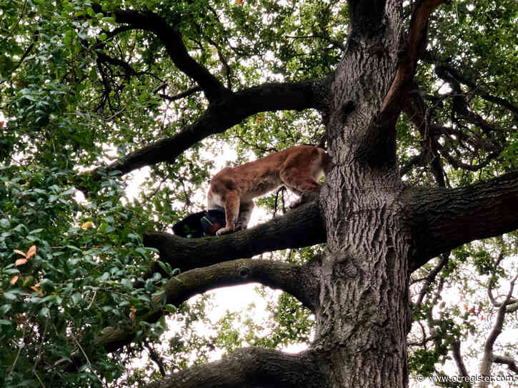 Mountain lion attack on boy in Lake Forest park was “extraordinarily rare,” officials say