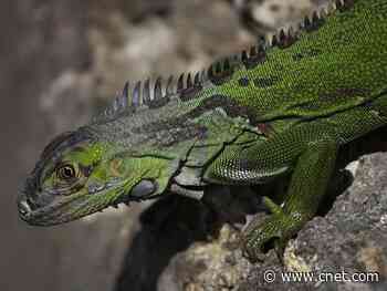 Iguanas might fall out of trees due to cold temperatures in Florida     - CNET