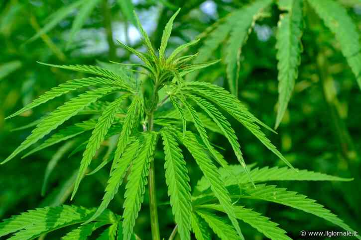 Blitz dei giallorossi: nel Milleproroghe "torna" la cannabis light