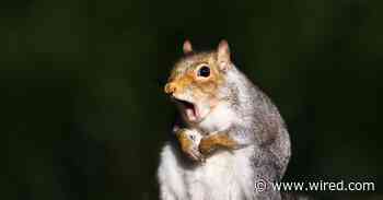 Cats, Once YouTube Stars, Are Now an ‘Emerging Audience’