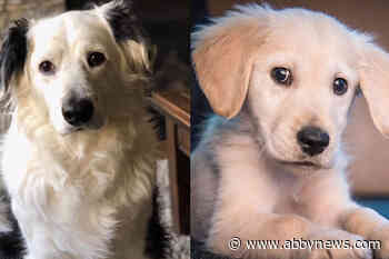 Pooches Jasper and Jake bring comfort to Abbotsford Police Department