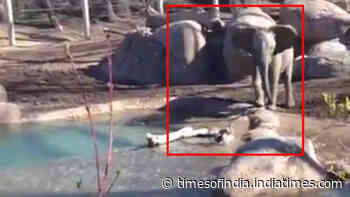 Viral video: Elephant calf plays with a bird