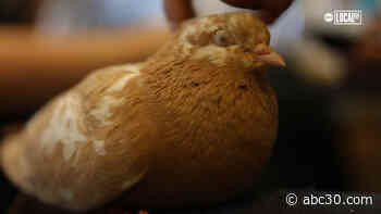 Wild Bird Fund is a place to mend broken wings on the Upper West Side