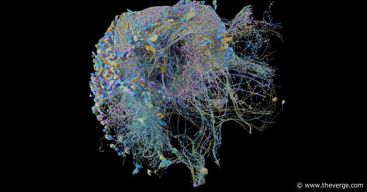Google publishes largest ever high-resolution map of brain connectivity