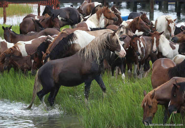 Vaccine Fights ‘Swamp Cancer’ Among Chincoteague Wild Ponies