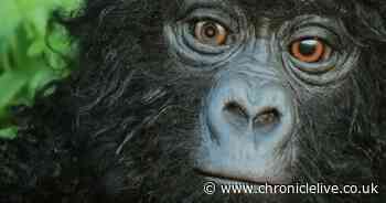 See the incredible fake gorilla which meets the real deal in BBC's Spy in the Wild