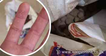 Family forced to move out after mites infest their house