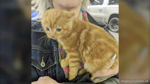 Kitten hitches 200km ride on truck engine to find a new home