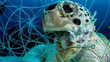 'People get quite upset': Sask. photographer hopes award-winning image of trapped sea turtle inspires change