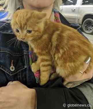Cat discovered in truck at Calgary dealership after travelling over 200 km