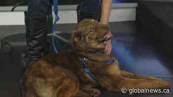 Edmonton Humane Society: Mereda  & Padmé Amidala