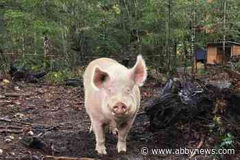Theo the 800-pound pig trimmed down and still looking for love on Vancouver Island