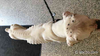 Malnourished dog with burn marks on its head abandoned in New York