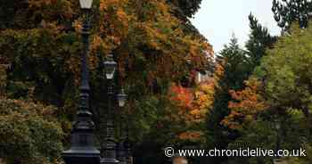 Why opposition councillors in Gateshead want more woodland in the borough